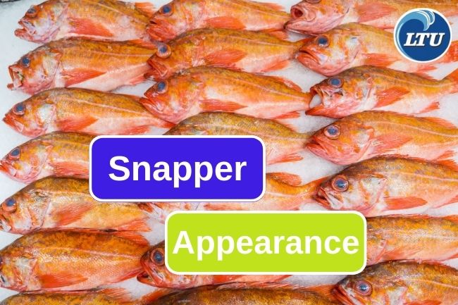 Snappers Physical Appearance